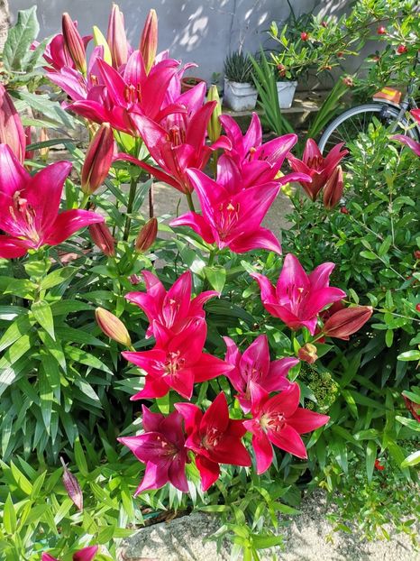 Crini - Plantele mele