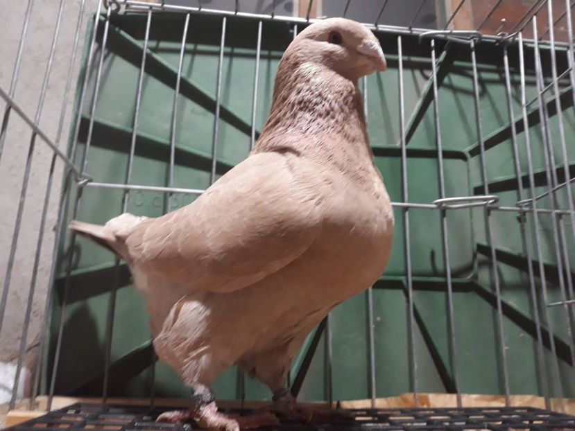 20230122_183038[2] - Amintiri