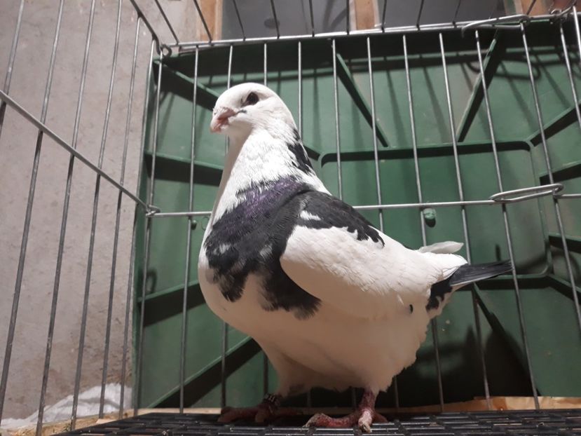 20230122_190539[1] - Amintiri