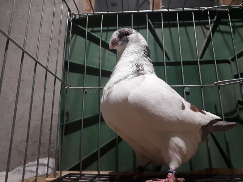 20230122_195105[1] - Amintiri