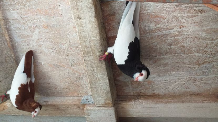  - Kamaromi 2015-2023