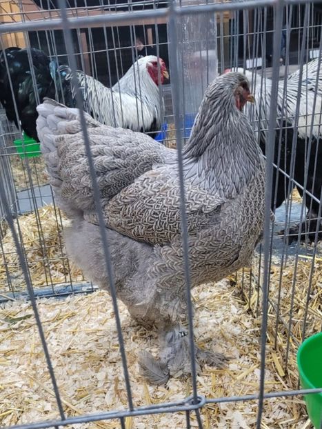 Screenshot_20221231_104209_Gallery - B__Brahma Silver orange