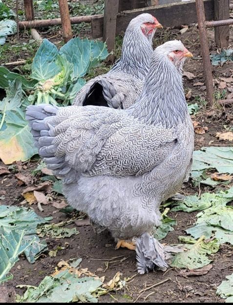 Screenshot_20221212-181112_Messenger - B__Brahma Silver orange