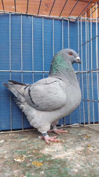 F 2022 - Perechi 2023