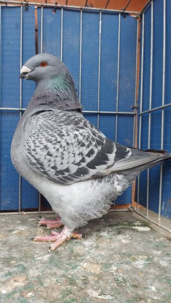 F 2022 - Perechi 2023