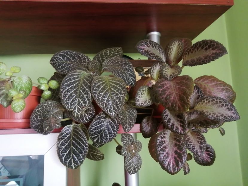  - EPISCIA