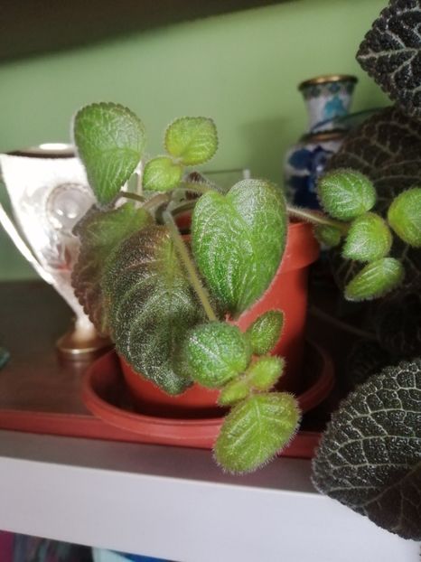  - EPISCIA