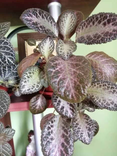  - EPISCIA