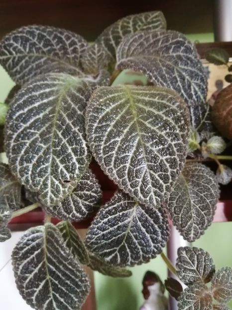  - EPISCIA