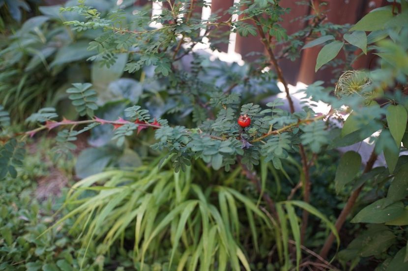  - Rosa omeiensis pteracantha