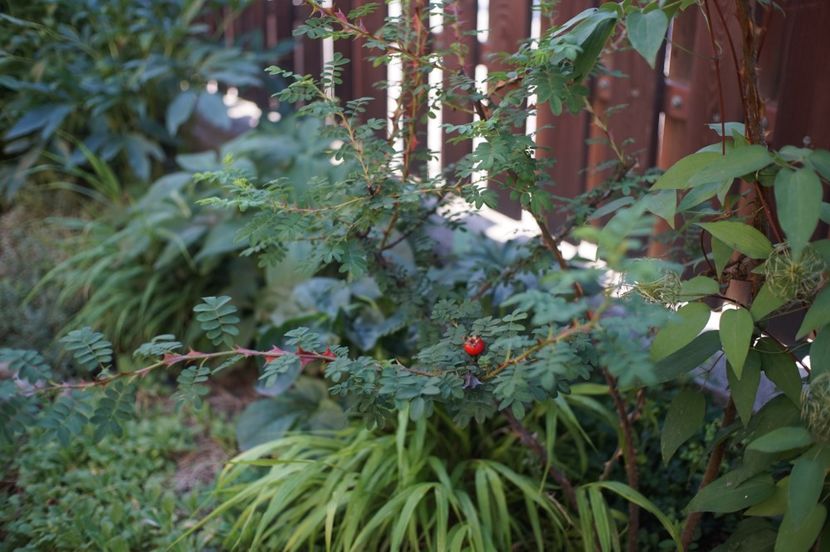  - Rosa omeiensis pteracantha