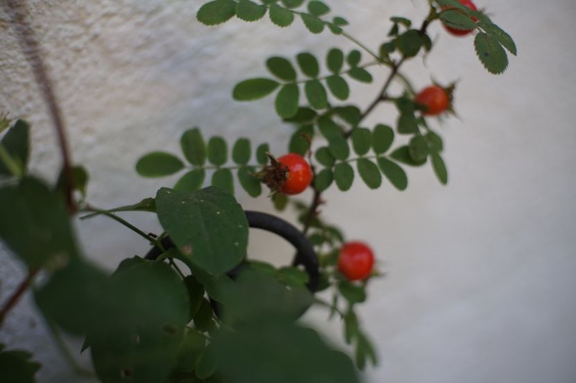  - Rosa omeiensis pteracantha