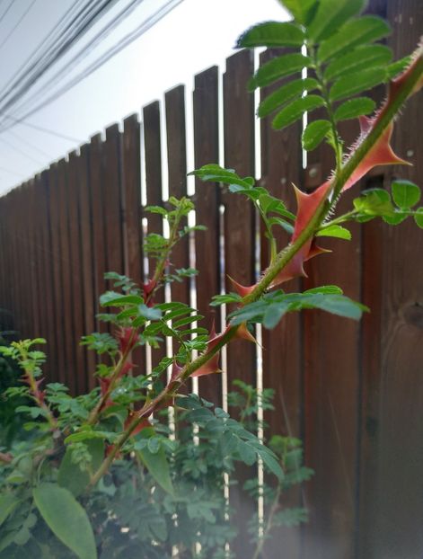  - Rosa omeiensis pteracantha