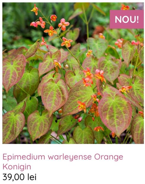 Epimedium warleyense Orange Konigin - aaa Comanda plante 2022 2023 2024