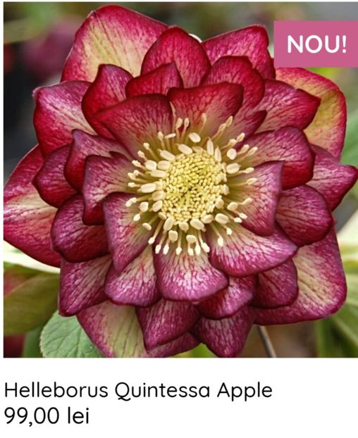 Helleborus Quintessa Apple - aaa Comanda plante 2022 2023 2024