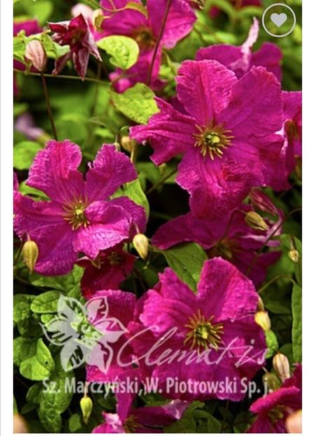 Clematis Abundance - aaa Comanda plante 2022 2023 2024