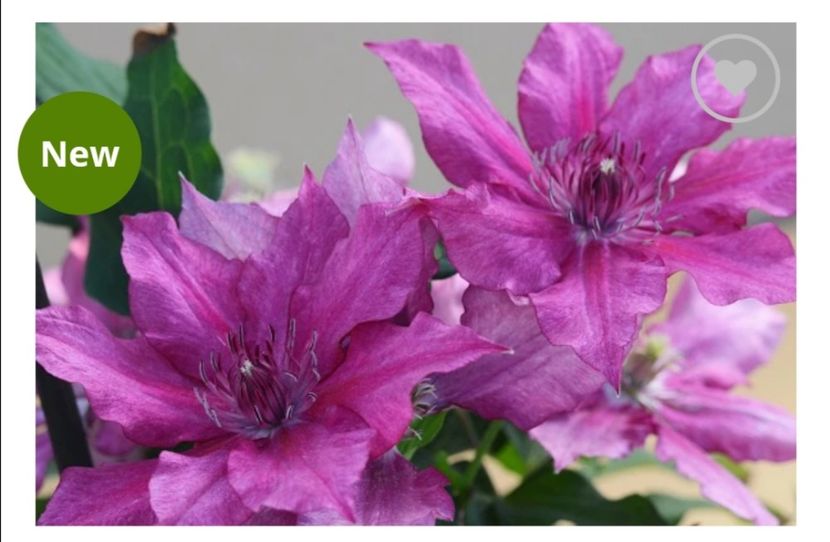 Clematis Luiza - aaa Comanda plante 2022 2023 2024