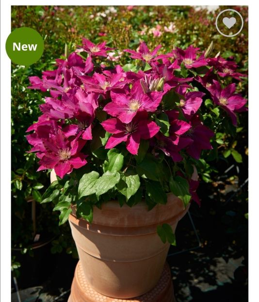 Clematis Ansley - aaa Comanda plante 2022 2023 2024