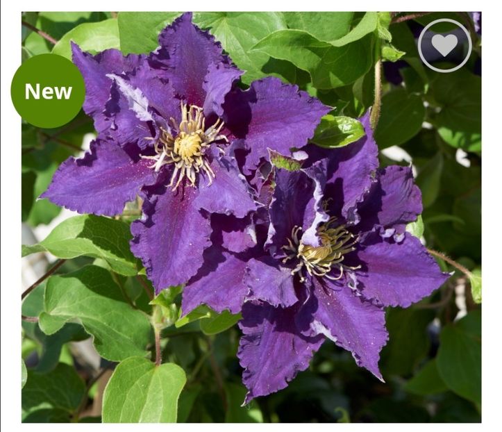 Clematis Becca - aaa Comanda plante 2022 2023 2024