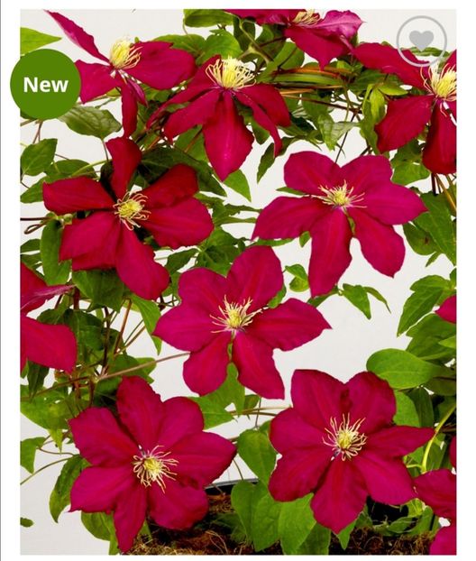 Clematis Alita - aaa Comanda plante 2022 2023 2024