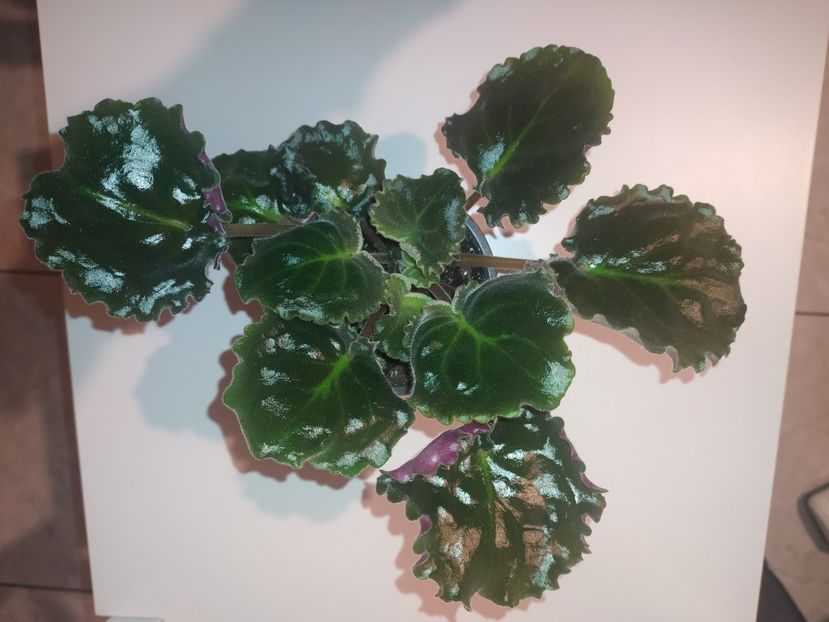 4 februarie 2023 - LE Gortenzija