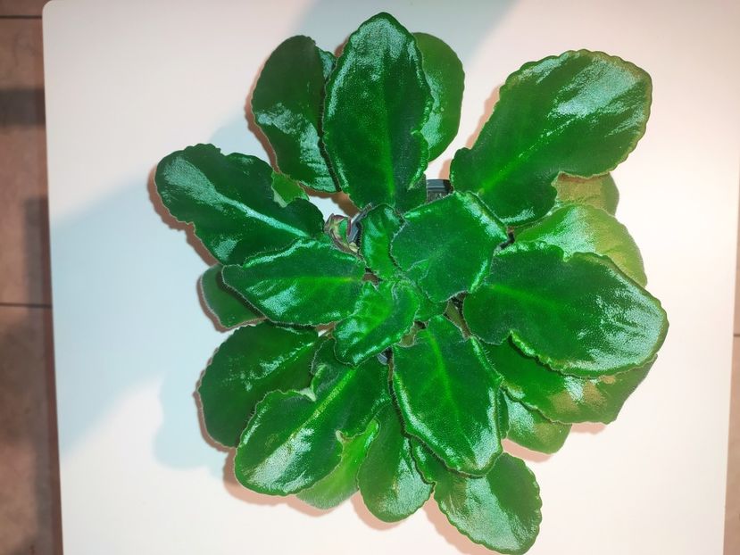 4 februarie 2023 - AV Samuraj