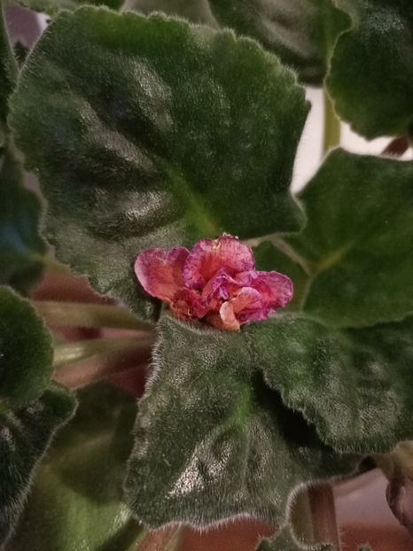 Pt-Angelika - Calendarul