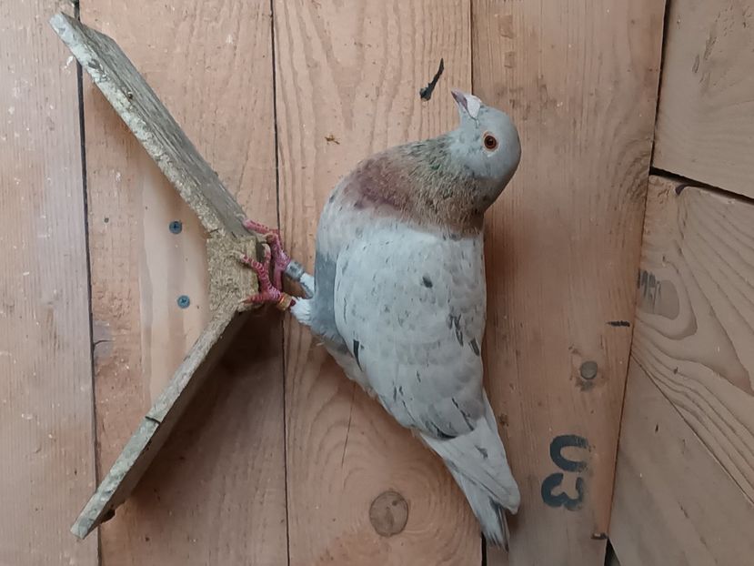  - Voiajori ceva culori rare