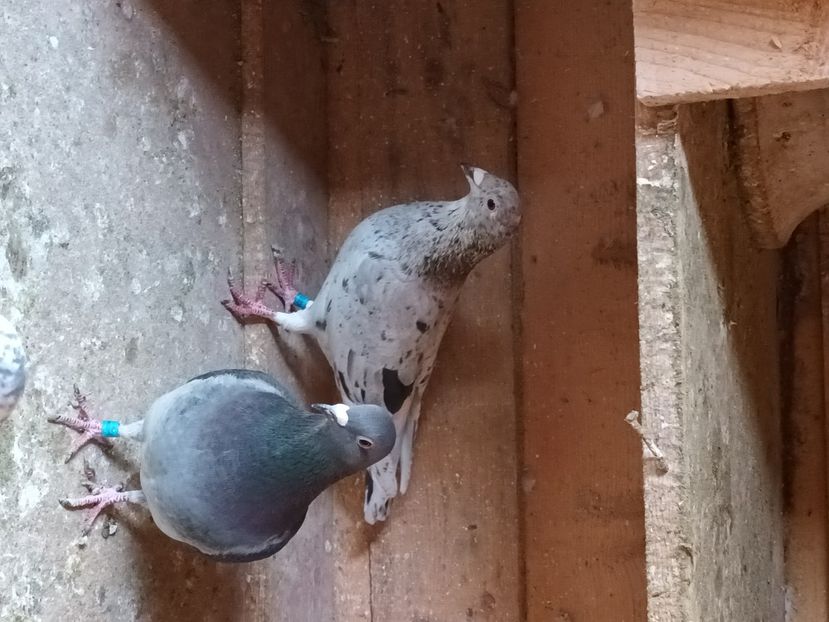  - Voiajori ceva culori rare