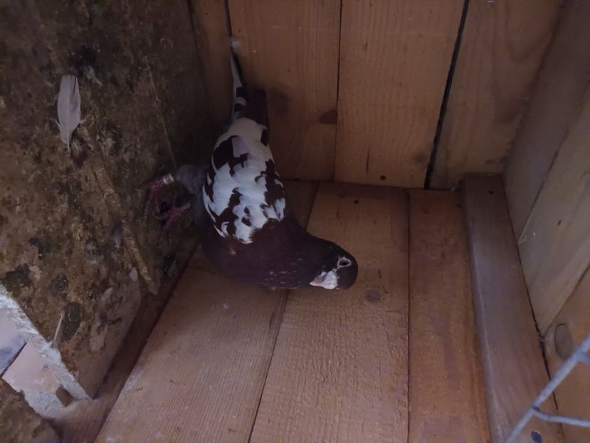  - Voiajori ceva culori rare