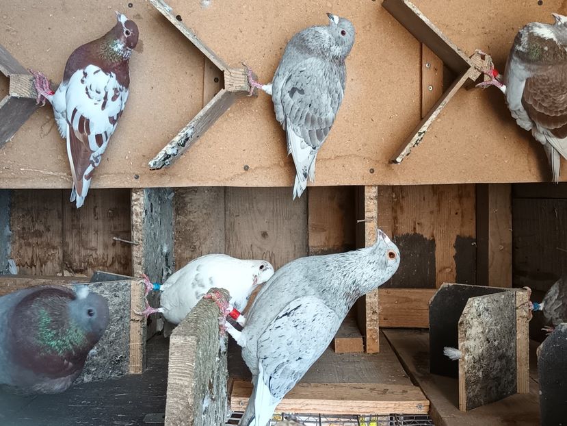  - Voiajori ceva culori rare