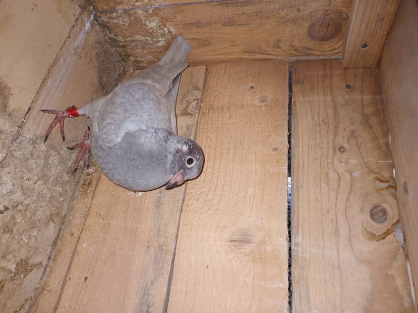  - Voiajori ceva culori rare