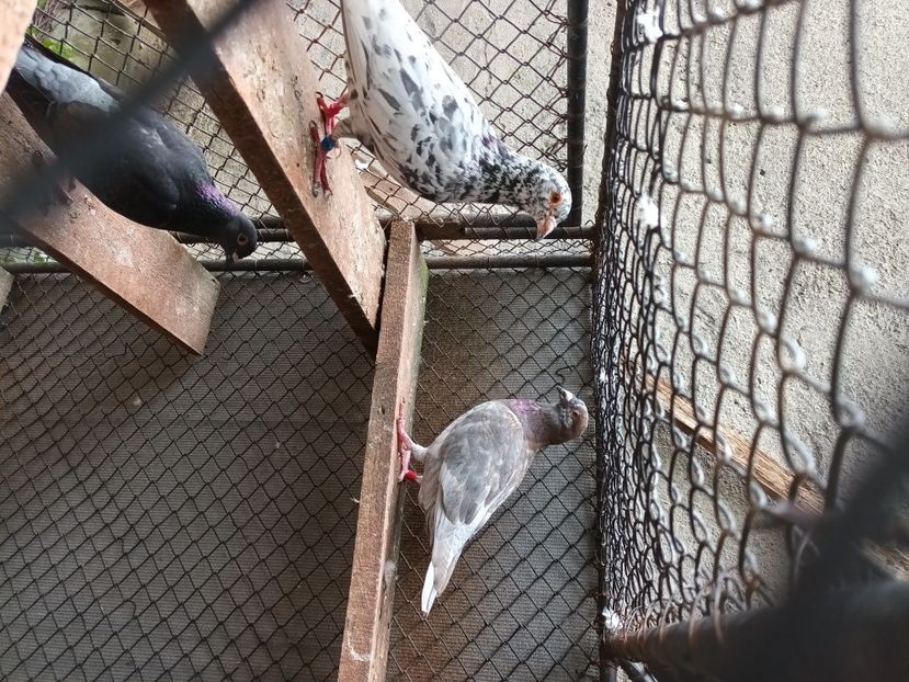  - Voiajori ceva culori rare