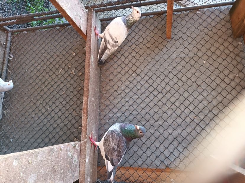  - Voiajori ceva culori rare