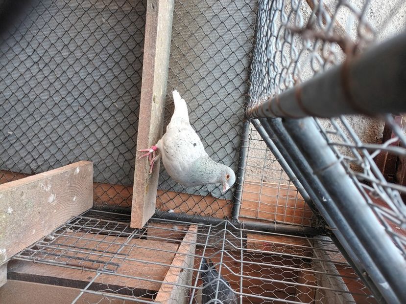  - Voiajori ceva culori rare