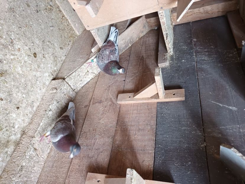  - Voiajori ceva culori rare