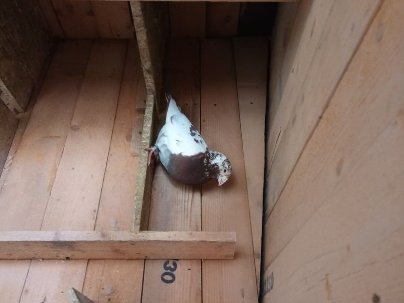  - Voiajori ceva culori rare