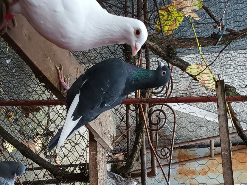  - Voiajori ceva culori rare