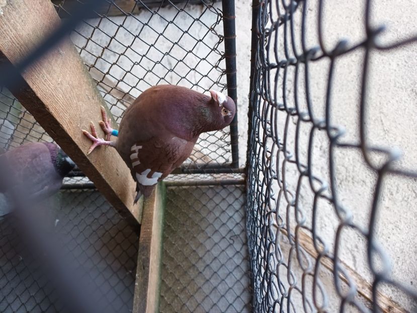  - Voiajori ceva culori rare