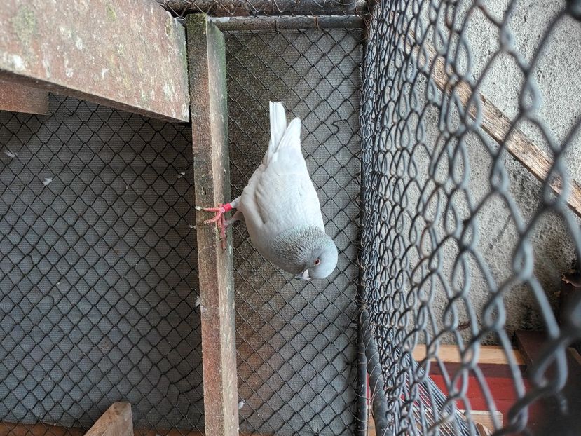  - Voiajori ceva culori rare