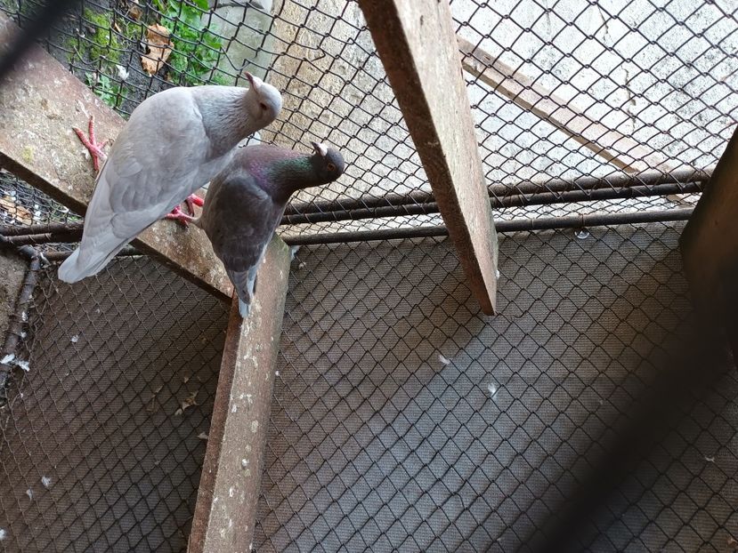  - Voiajori ceva culori rare