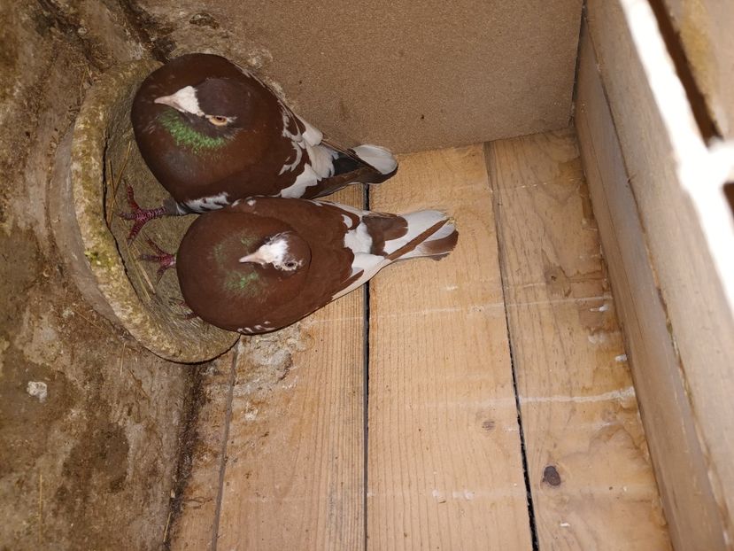  - Voiajori ceva culori rare