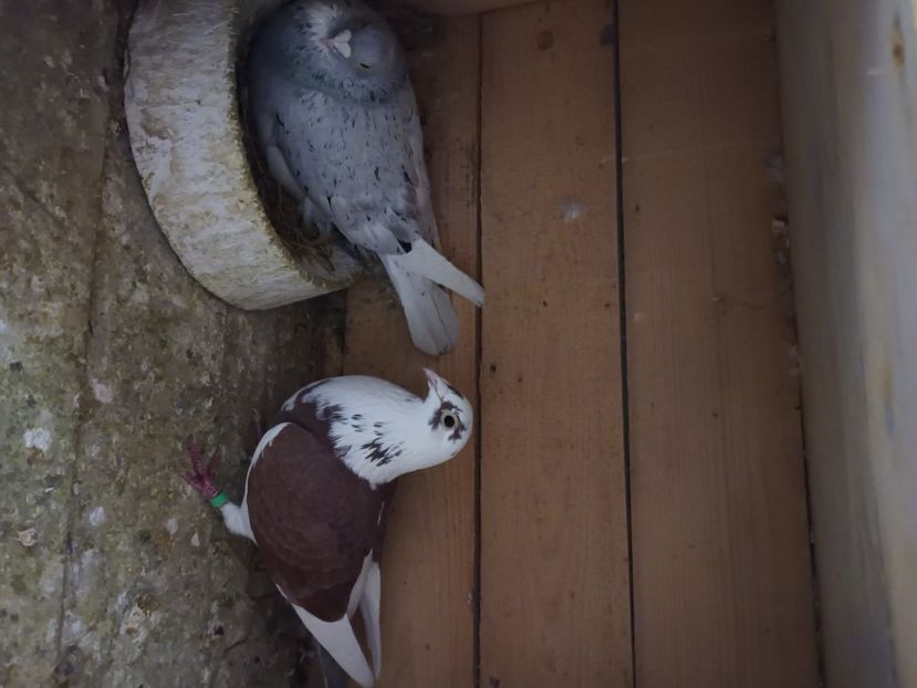  - Voiajori ceva culori rare