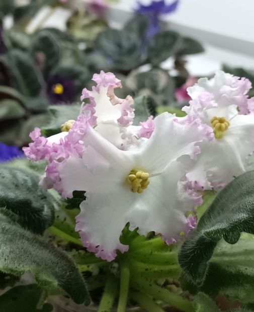  - LE Kiss of an Angel