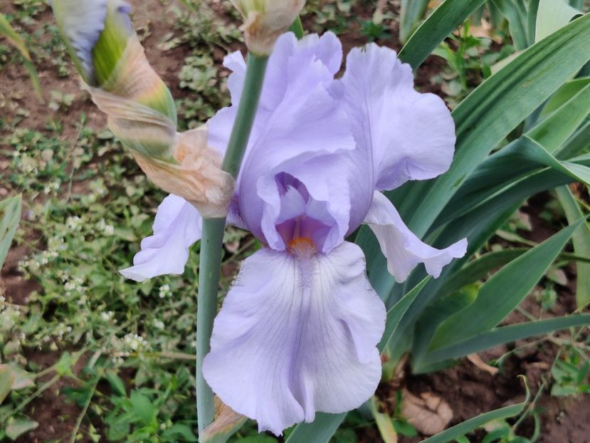 Blue sapphire - Irisi inalti_TB_A-L