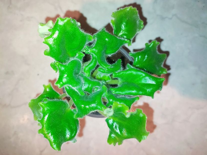 5 februarie 2023 - RM Golubaya Lenta