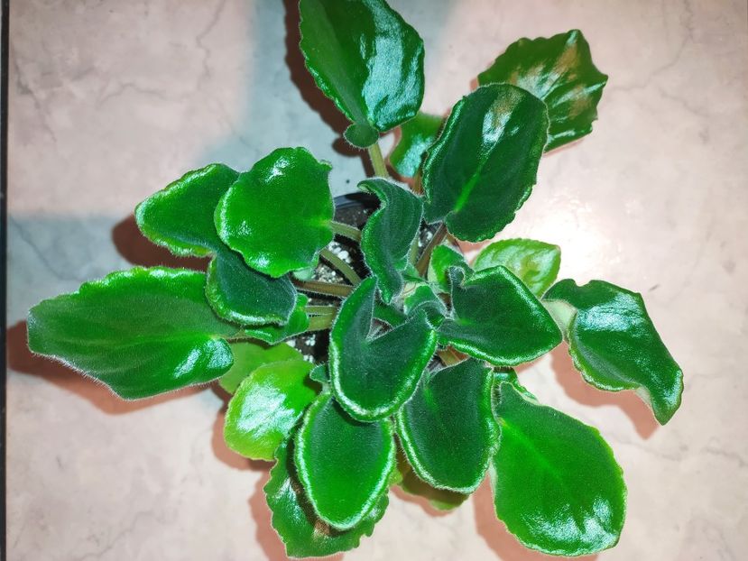 5 februarie 2023 - SM Marlezonskij Balet