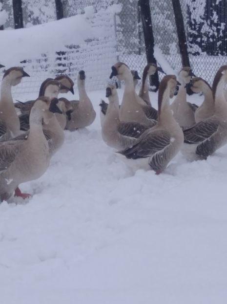  - Gâște Africane 2023