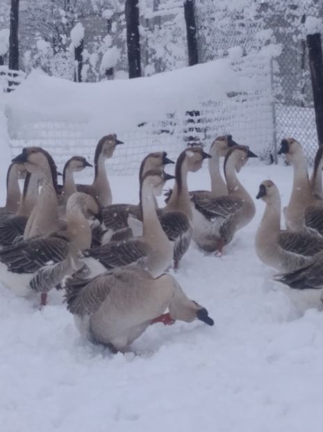  - Gâște Africane 2023