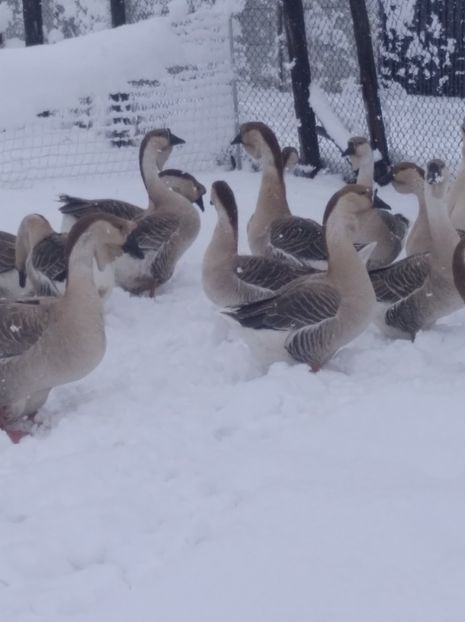  - Gâște Africane 2023